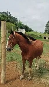 Cavalo