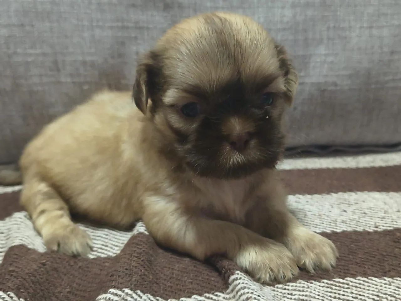 Venda rápida shih tzu  - Foto 2