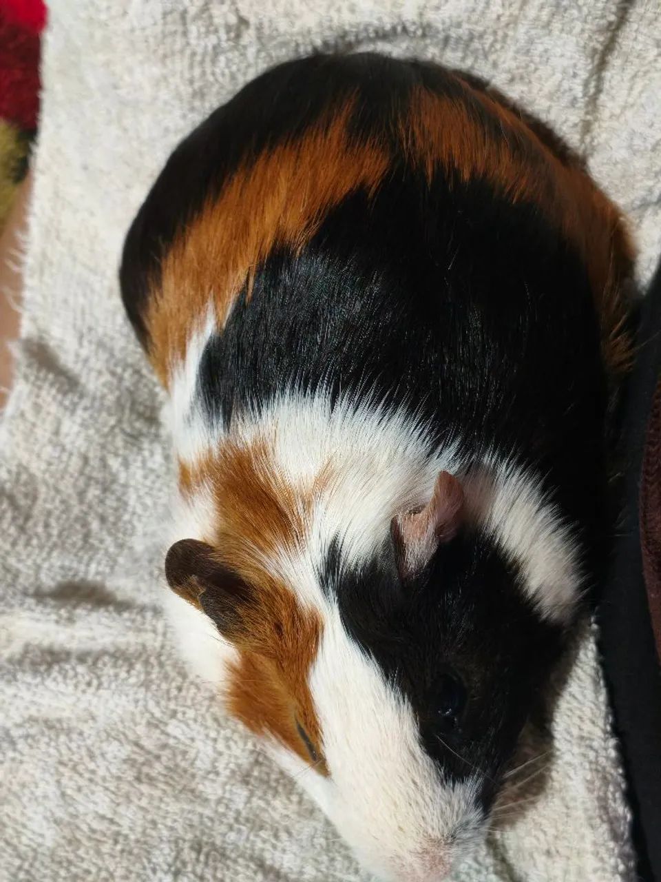 Doação de preá  - Foto 2