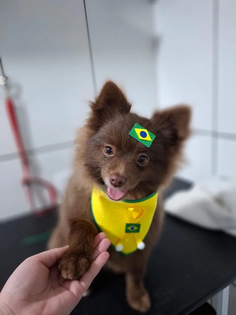 Spitz Alemão 