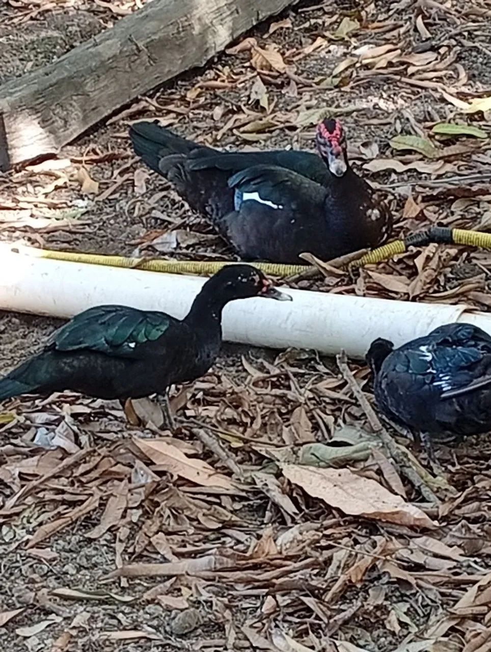 Pato do mato  - Foto 3