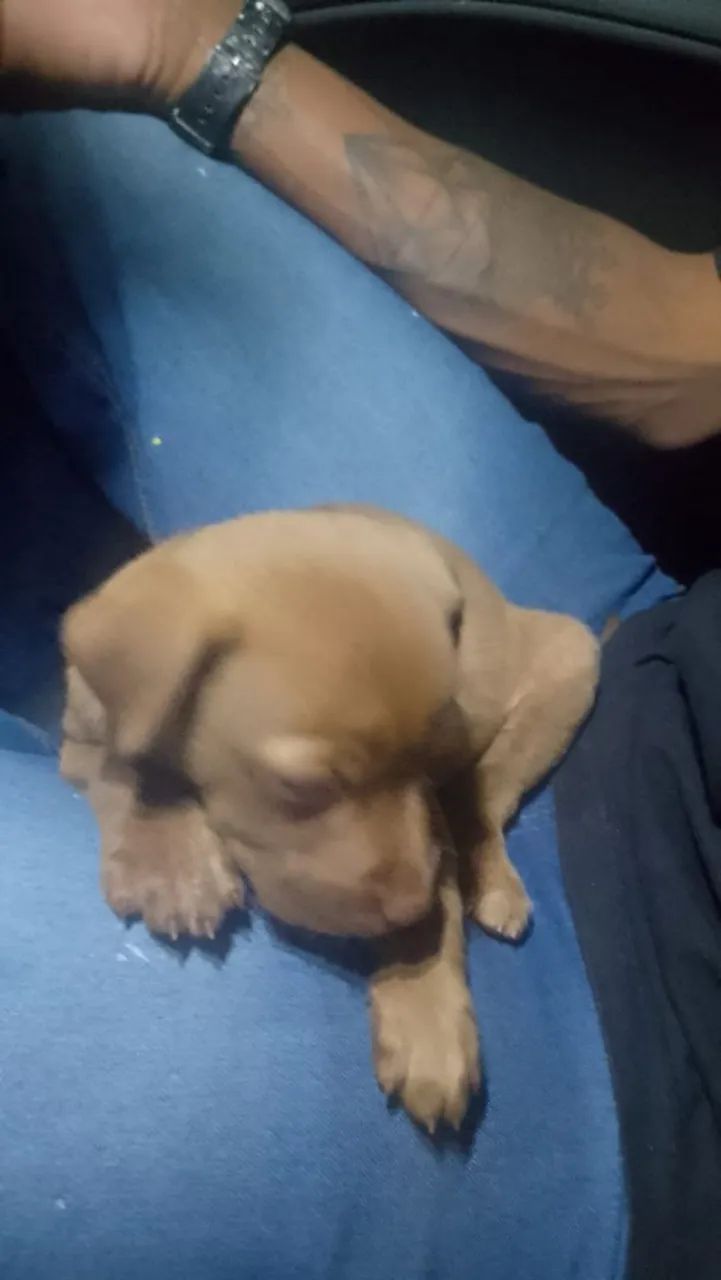 American Bully macho - Foto 5