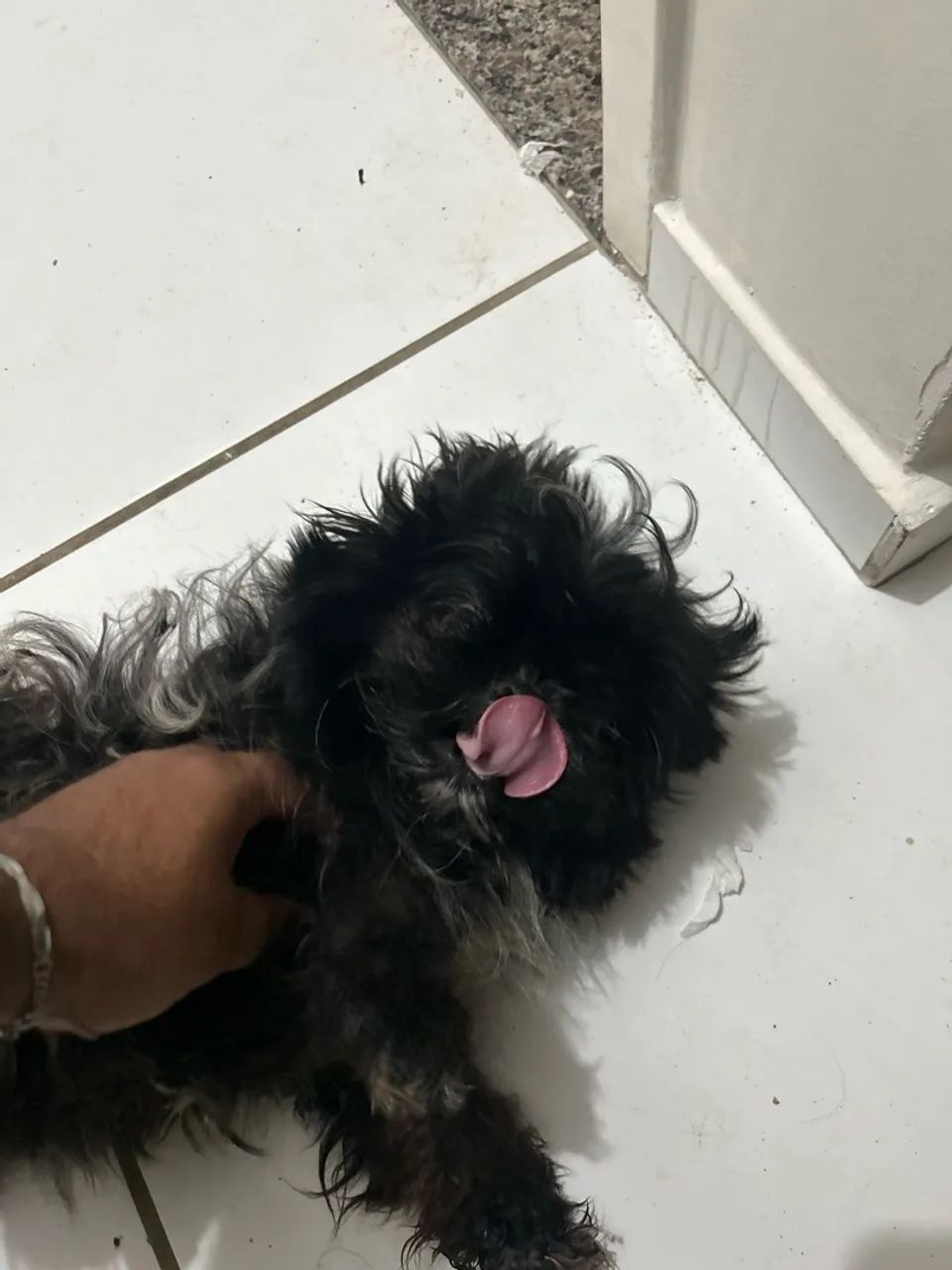 Cachorra Shih Tzu 