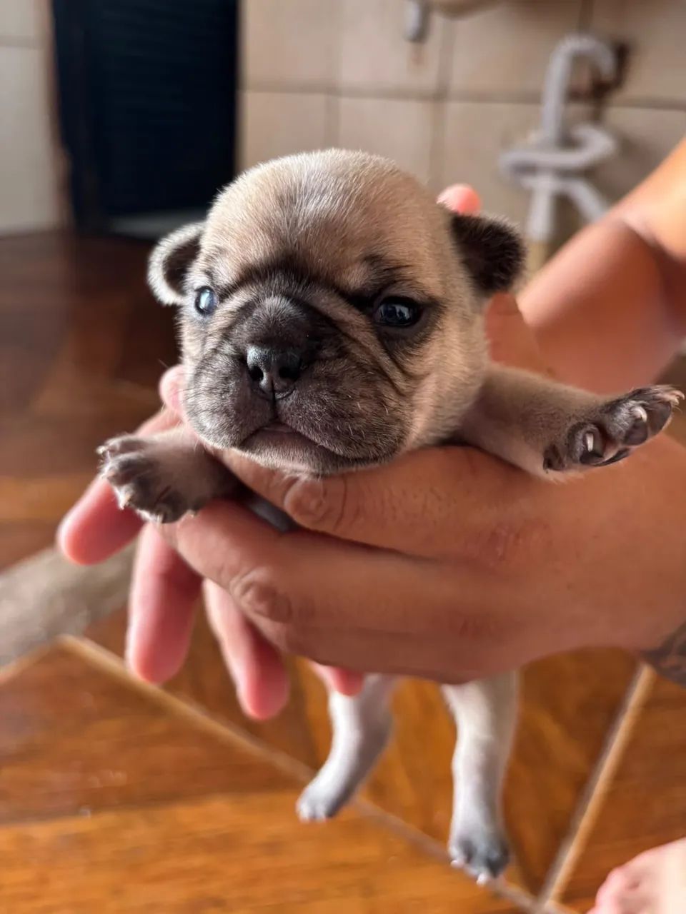 Buldogue francês  - Foto 3