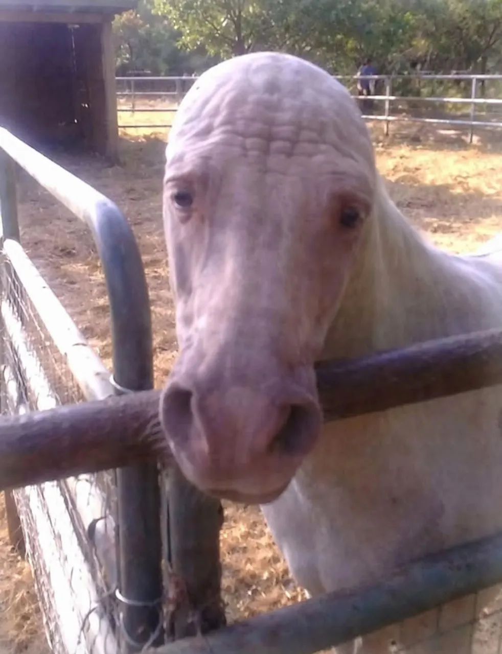 CAVALO QUARTO DE MILHA