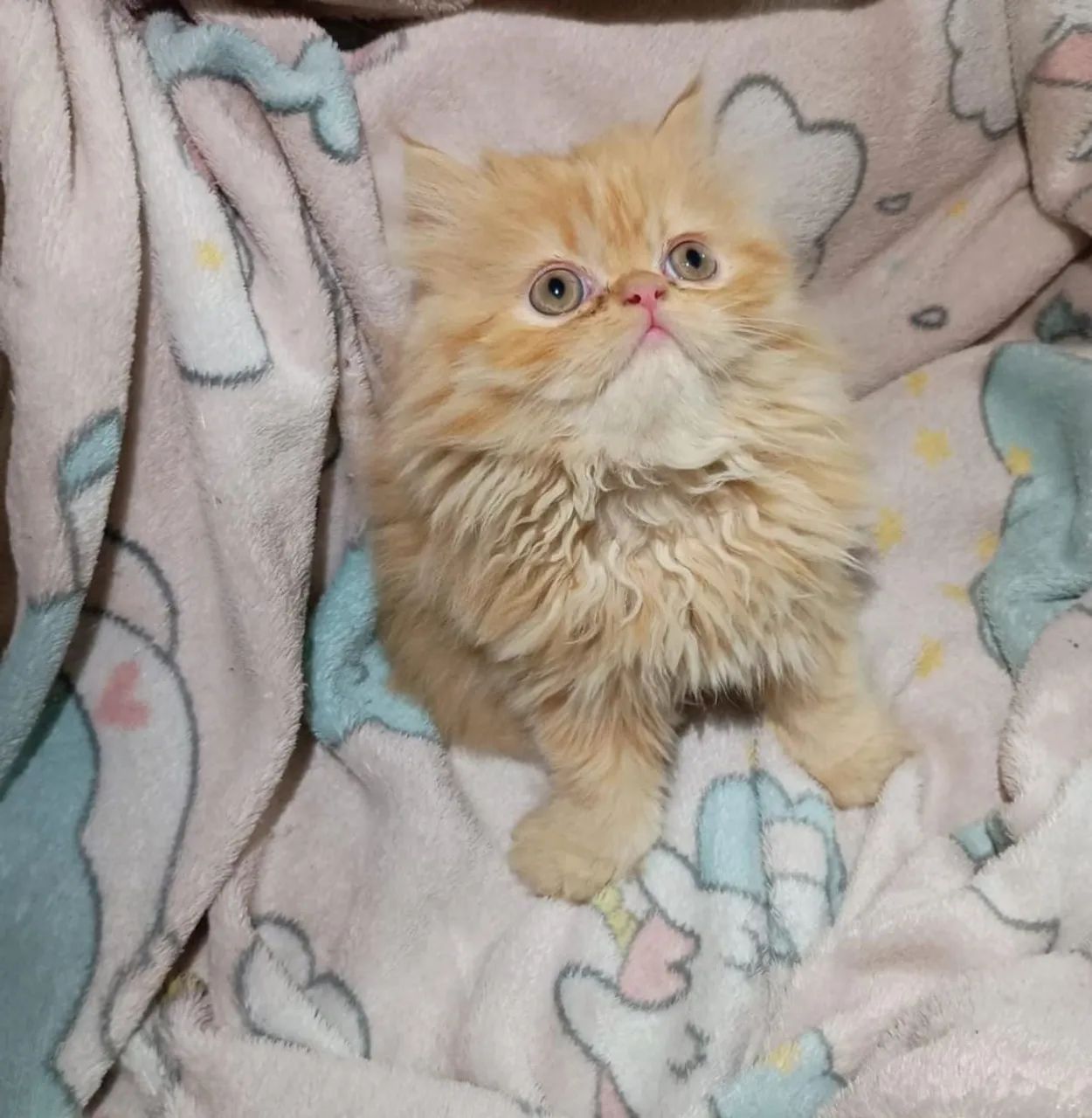 Lindas Persas  - Foto 2