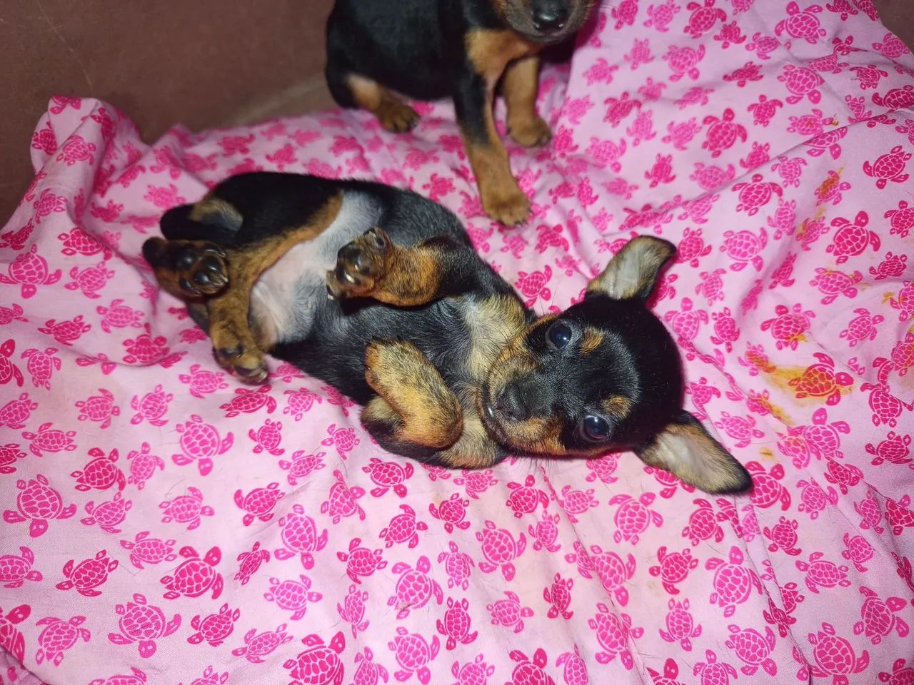 Pinscher  - Foto 2