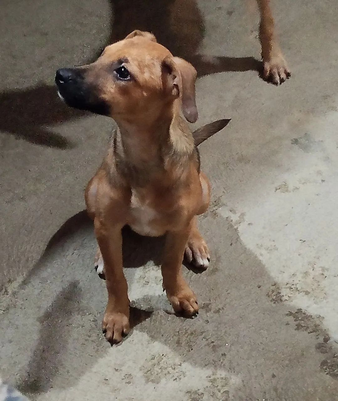 CÃES FILHOTES PARA ADOÇÃO RESPONSÁVEL  - Foto 3