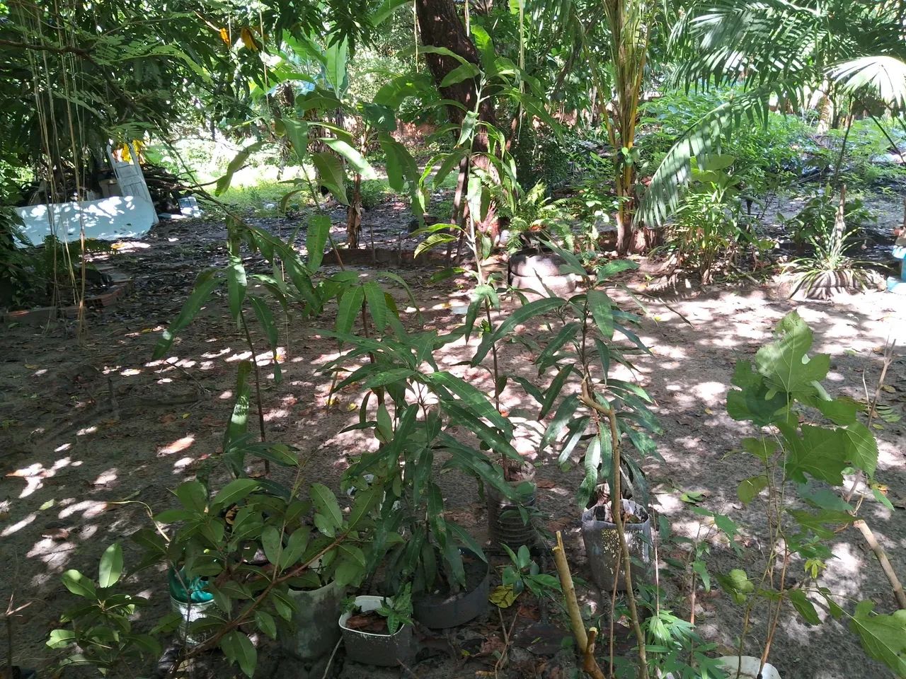 Frutíferas ? - Foto 2