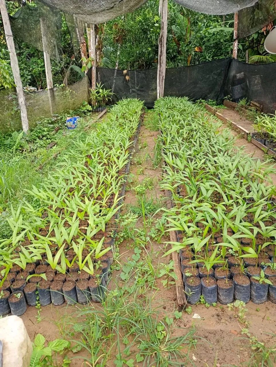 Mudas de açaí BRS-PARÁ 