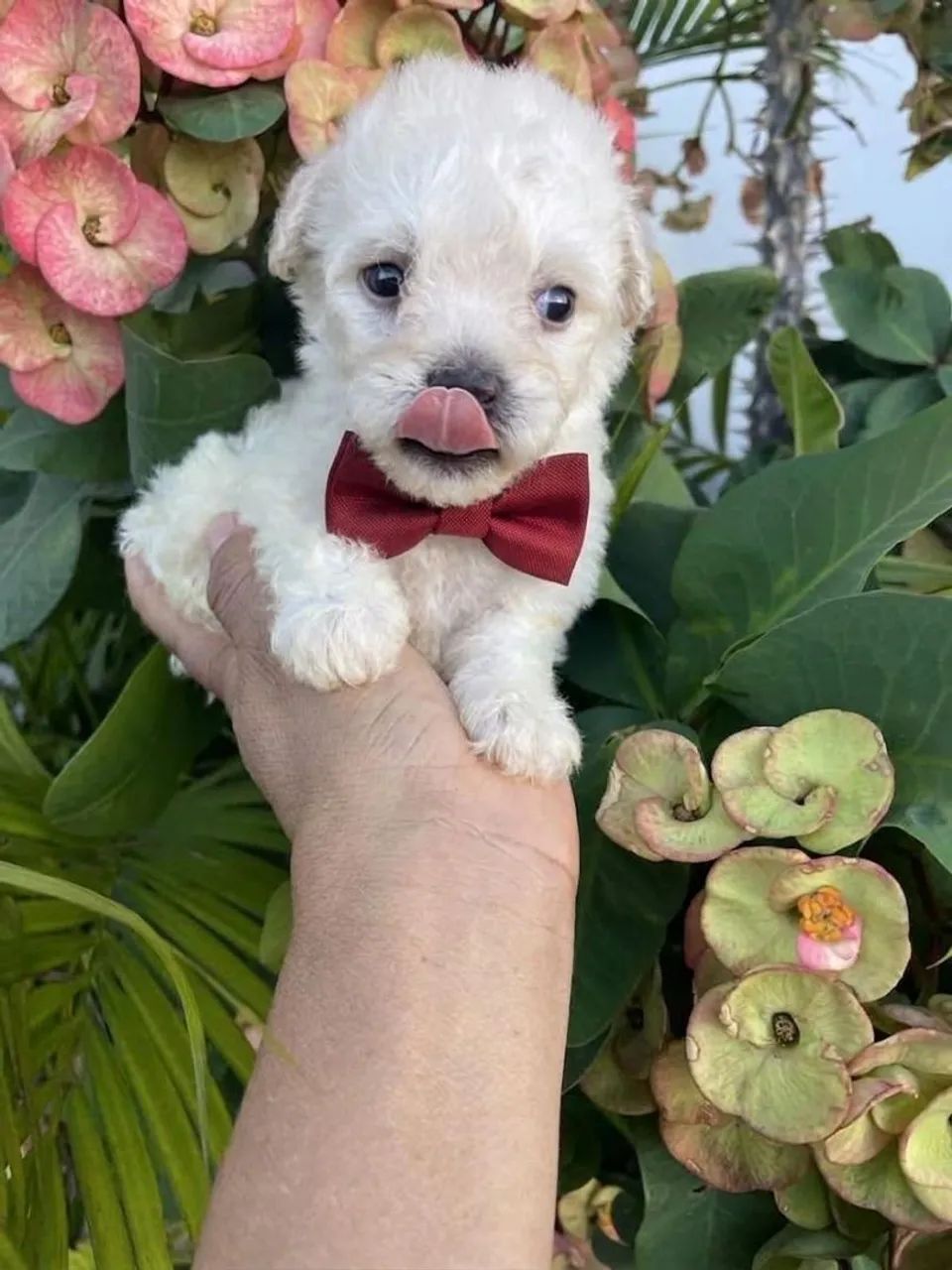 Poodle toyzinho  - Foto 4