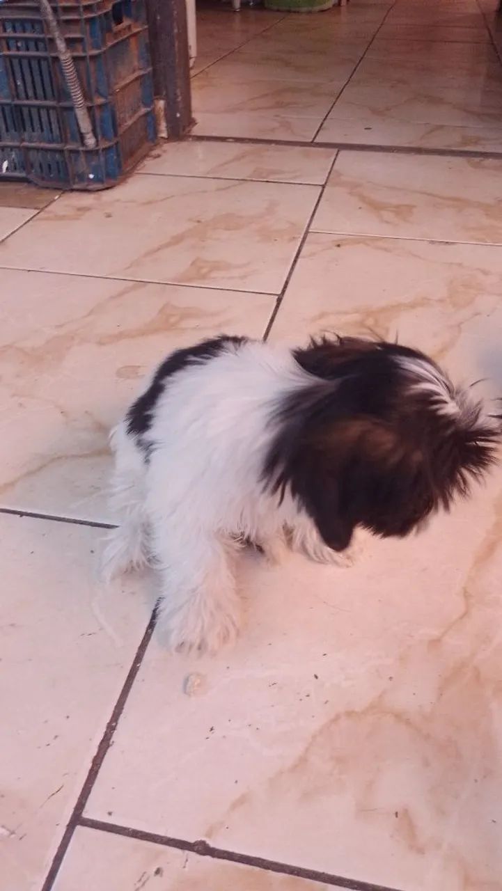Vendo shih Tzu - Foto 3