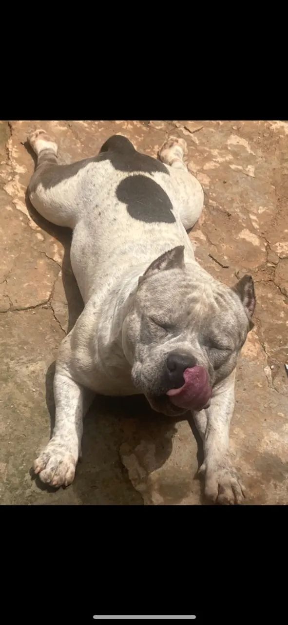 American Bully  - Foto 2