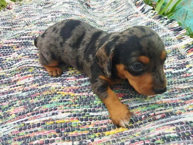 Dachushund