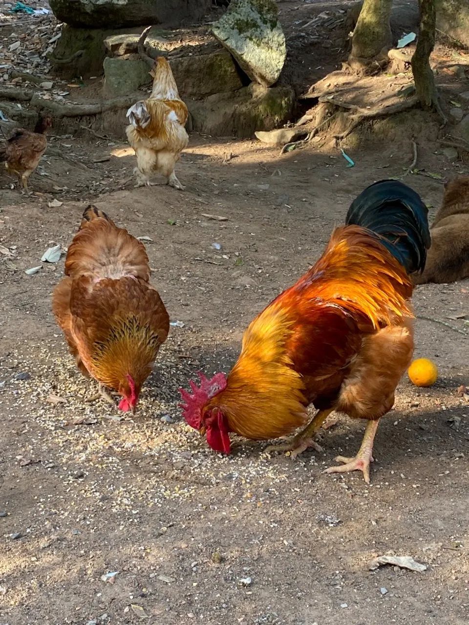 Galo New New hampire - Foto 3