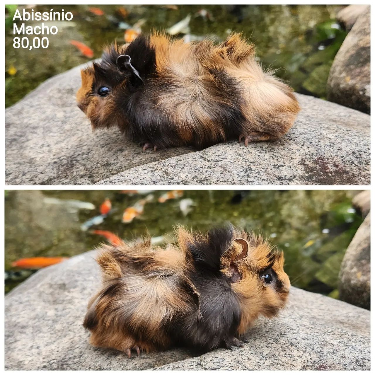 Porquinho da índia  - Foto 2