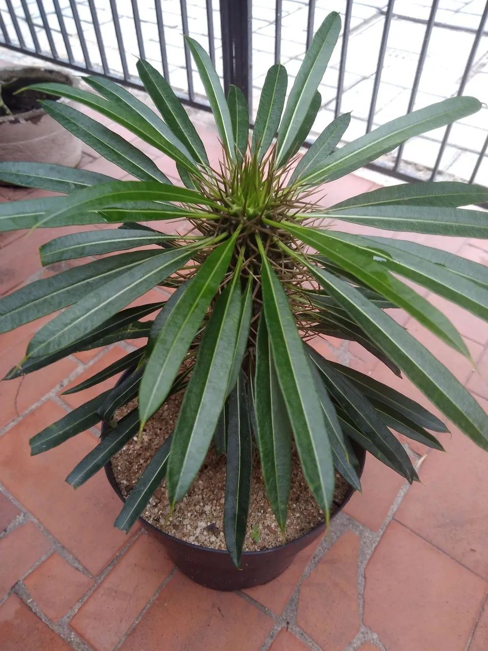 PALMEIRA DE MADAGASCAR 