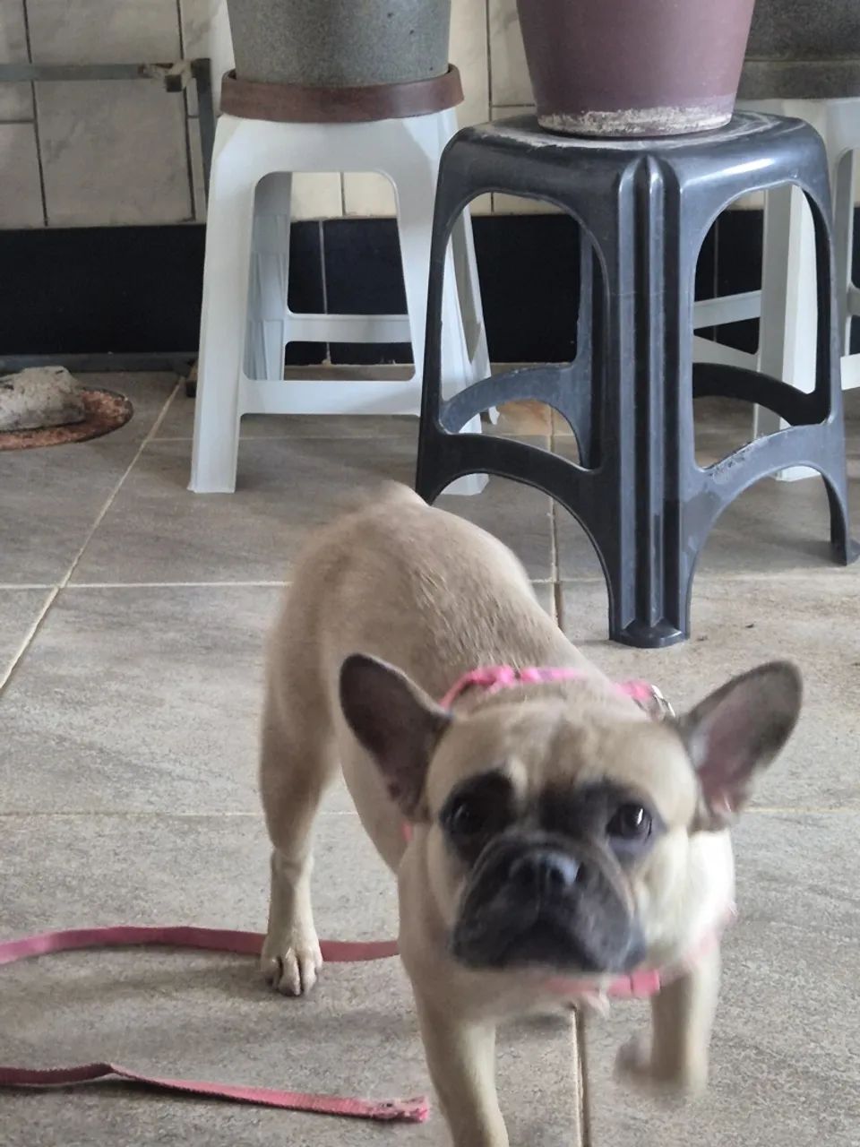 Bulldog francês - Foto 2
