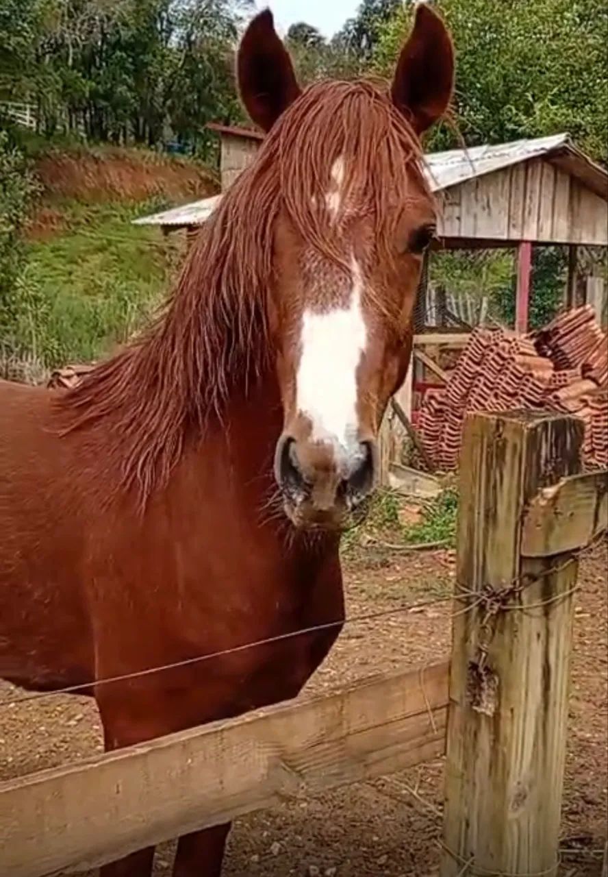 Vendo cavalo  - Foto 2