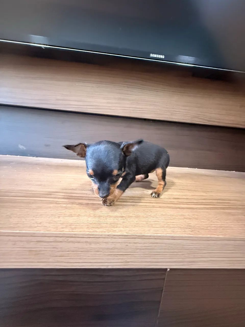 Pinscher  - Foto 2