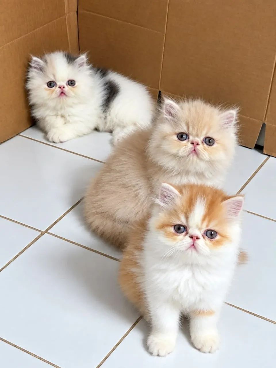 Persa lindos e fofos 