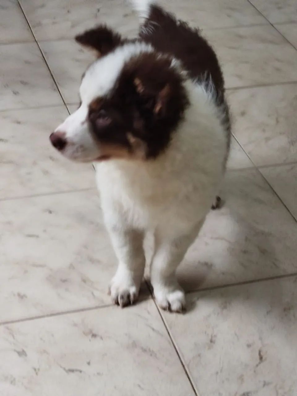 Border collie  - Foto 2