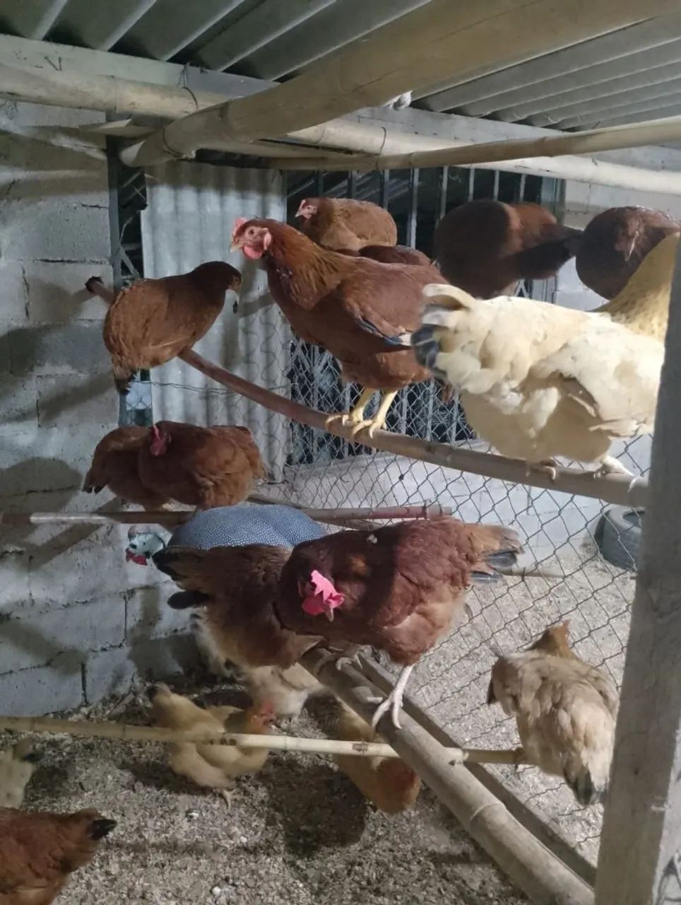 Galos, galinhas na postura  - Foto 6