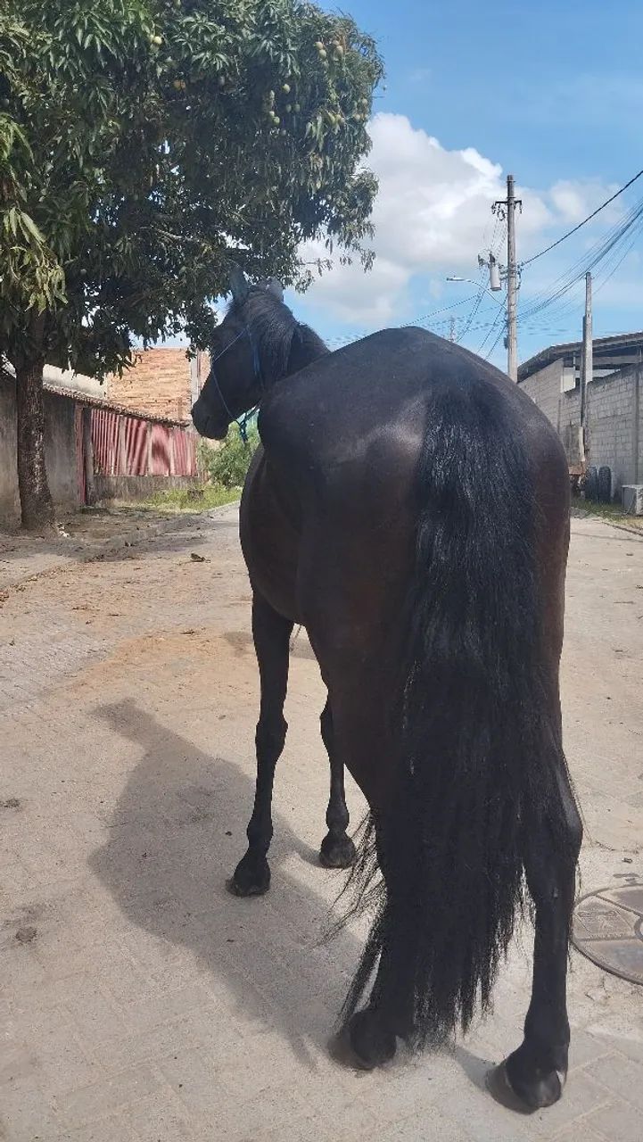 Égua manga larga machador negra  - Foto 6