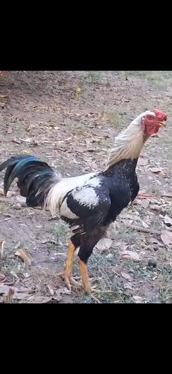 galo  - Foto 2
