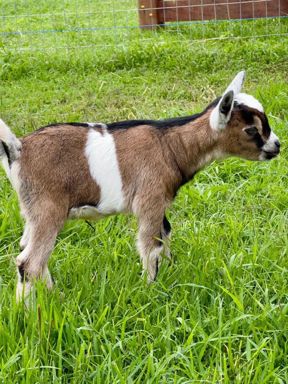 Mini cabra  - Foto 2