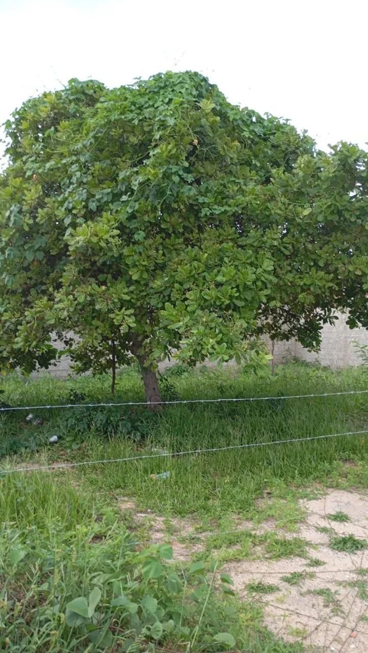 Terreno de esquina a venda  - Foto 3