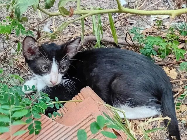 Gata filhote frajola fêmea cerca 2 meses