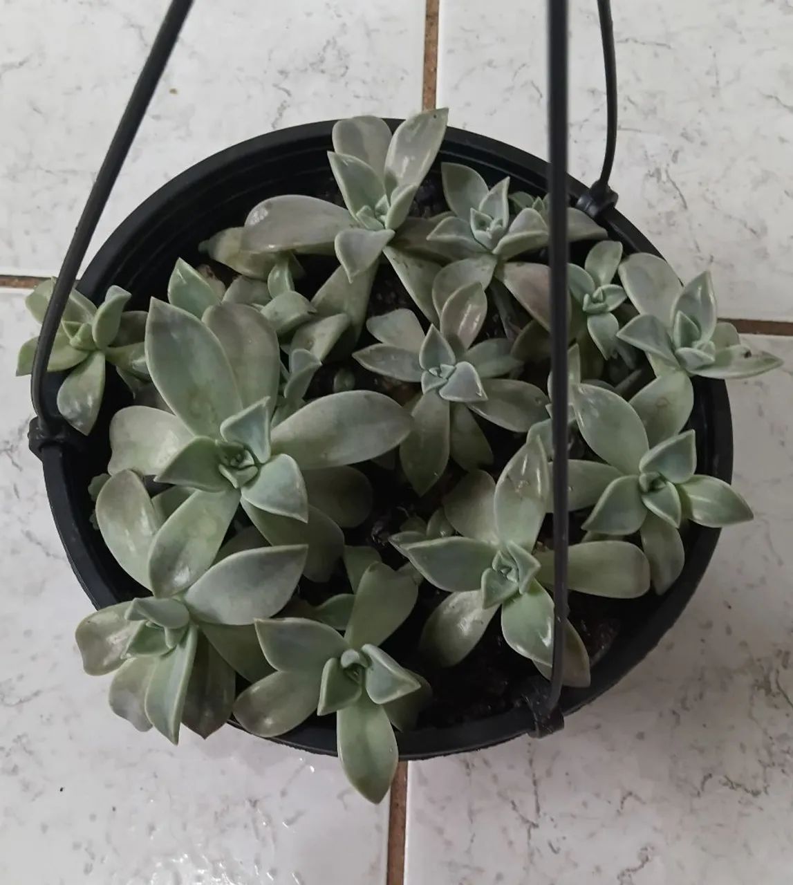 Plantas - Foto 5