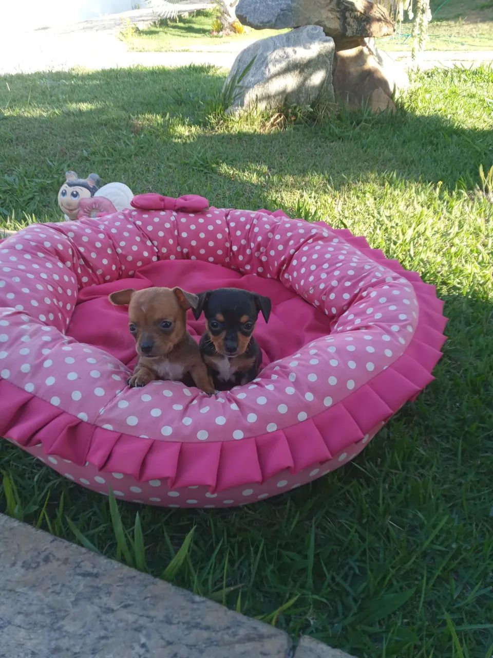 Pinscher mini - Foto 3