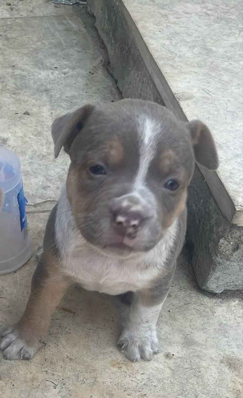 Filhotes de Pitbull monster  - Foto 3