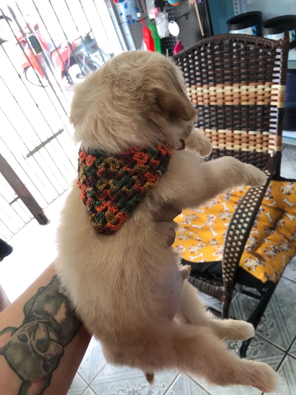 Cocker Spaniel  - Foto 2
