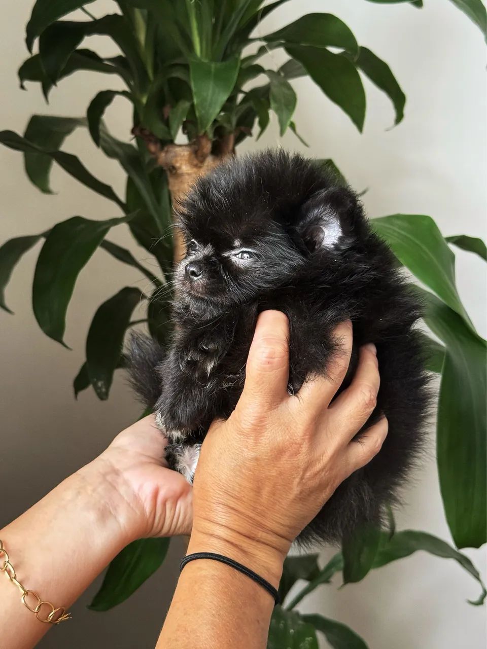 Lulu da pomerânea fêmea anã  - Foto 4