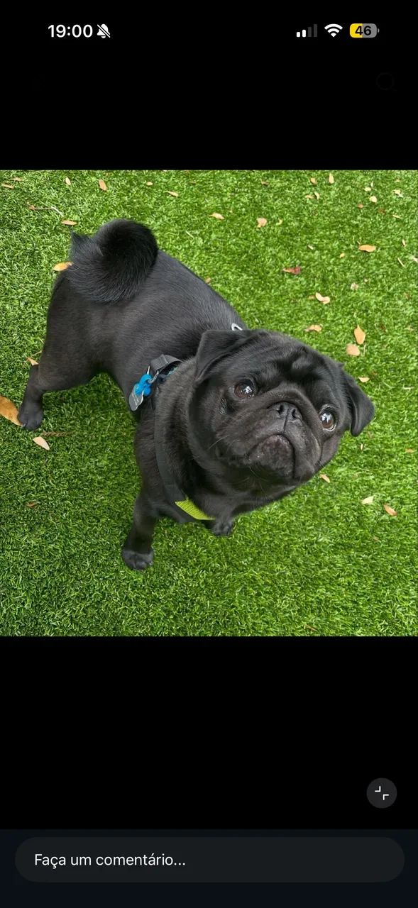 Pug macho black