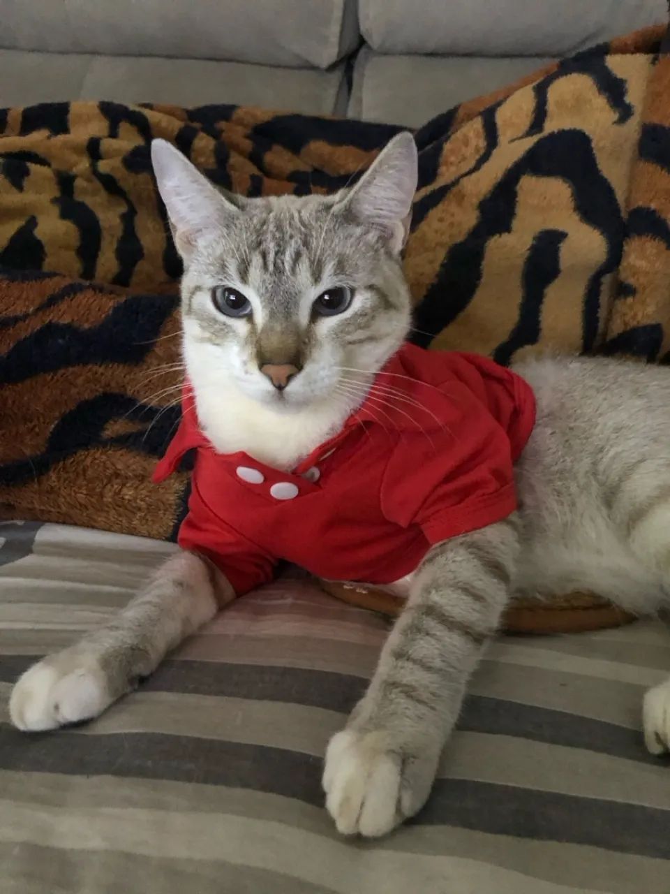 Gato - Foto 4