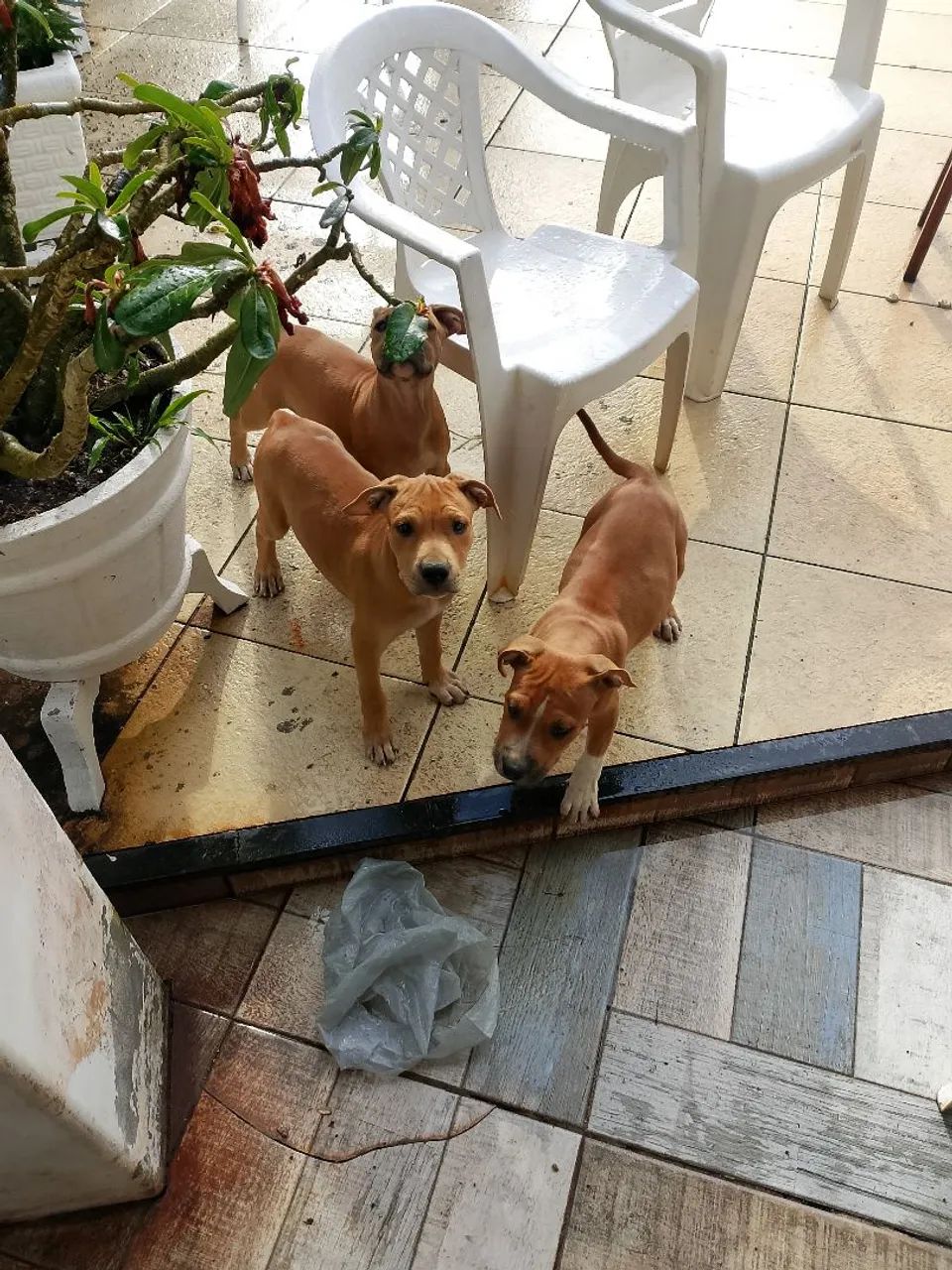 Animais de estimação  - Foto 2