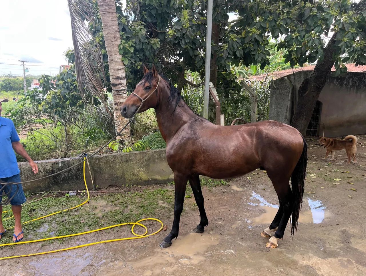 Cavalo  - Foto 5