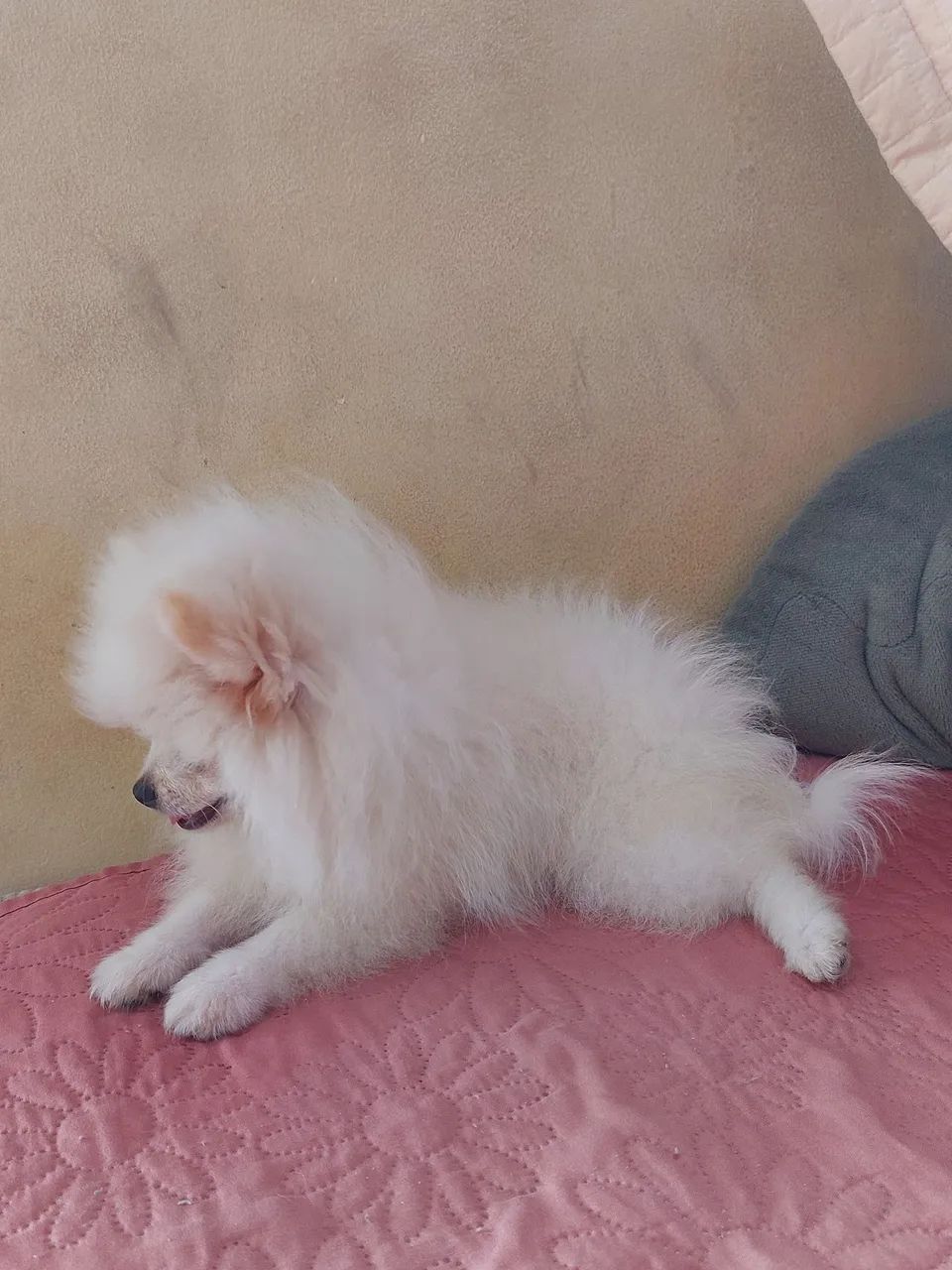LuLu da pomerania  - Foto 3