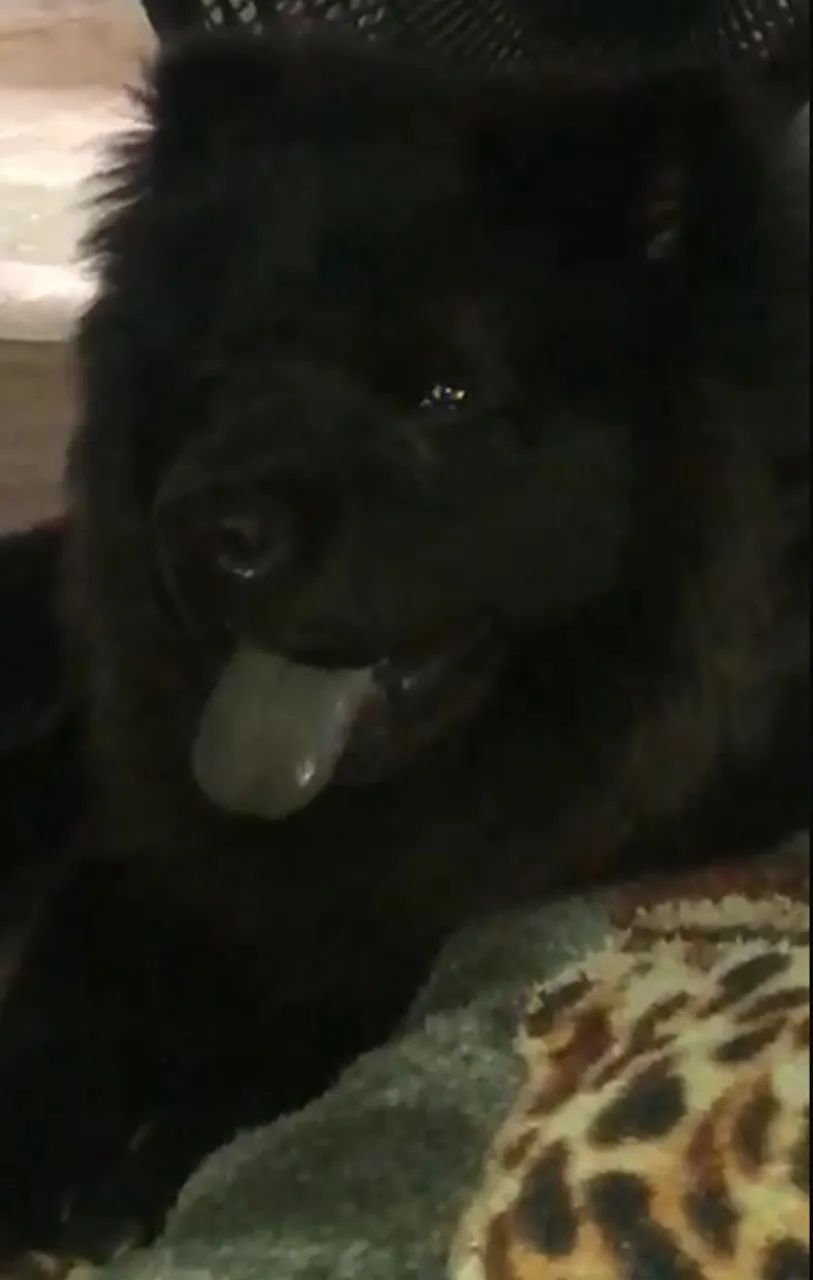Chow Chow 