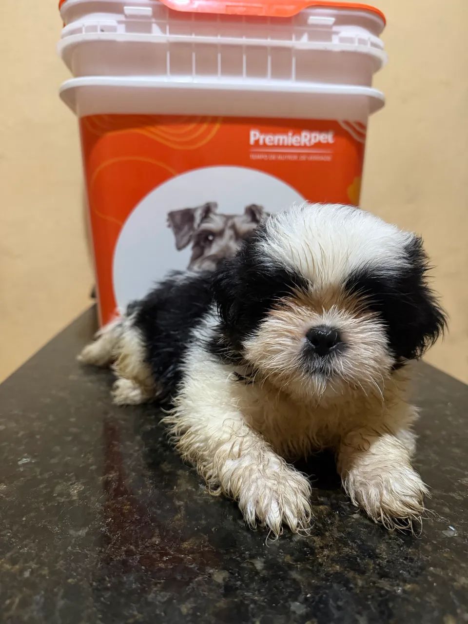 Shihtzu - Foto 3