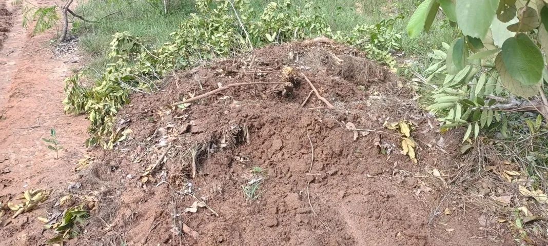 Fazenda Tocantins Dupla Aptidão Bruta, 406 Hectares - Foto 2