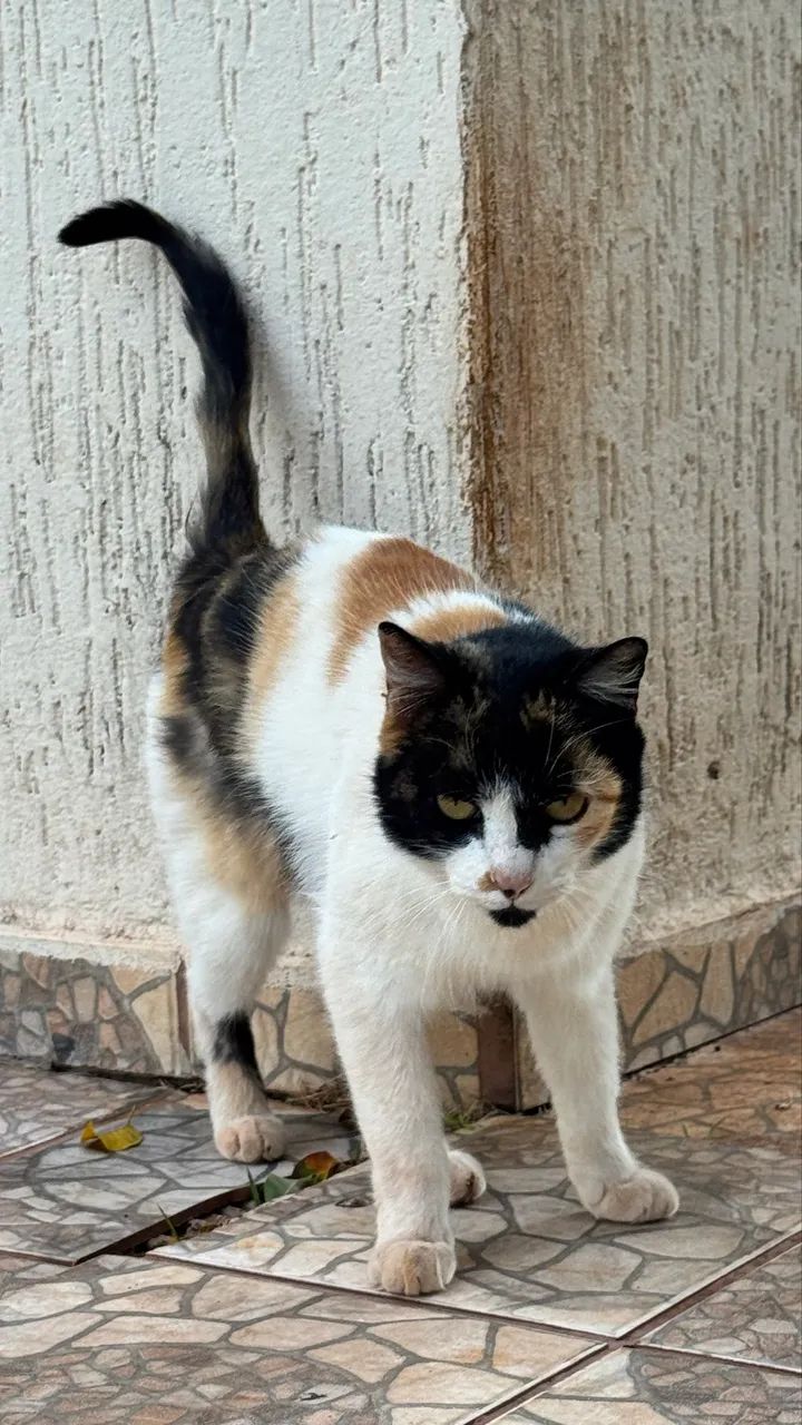 Gato  - Foto 3