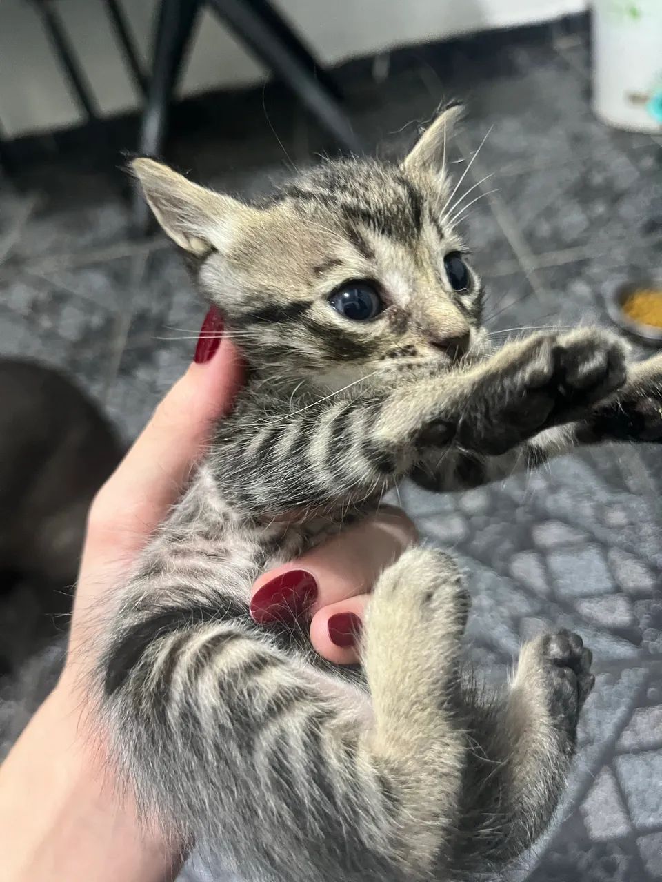 Gatinho para Adoção Responsável
