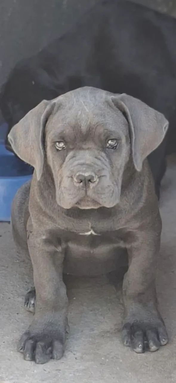 Filhotes Cane Corso CBKC