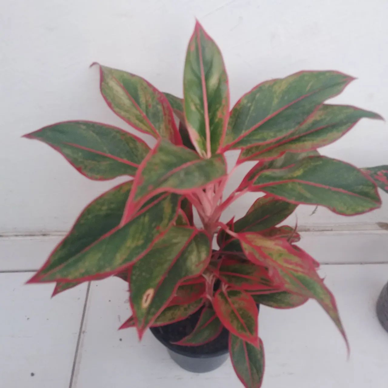 Mudas de plantas 