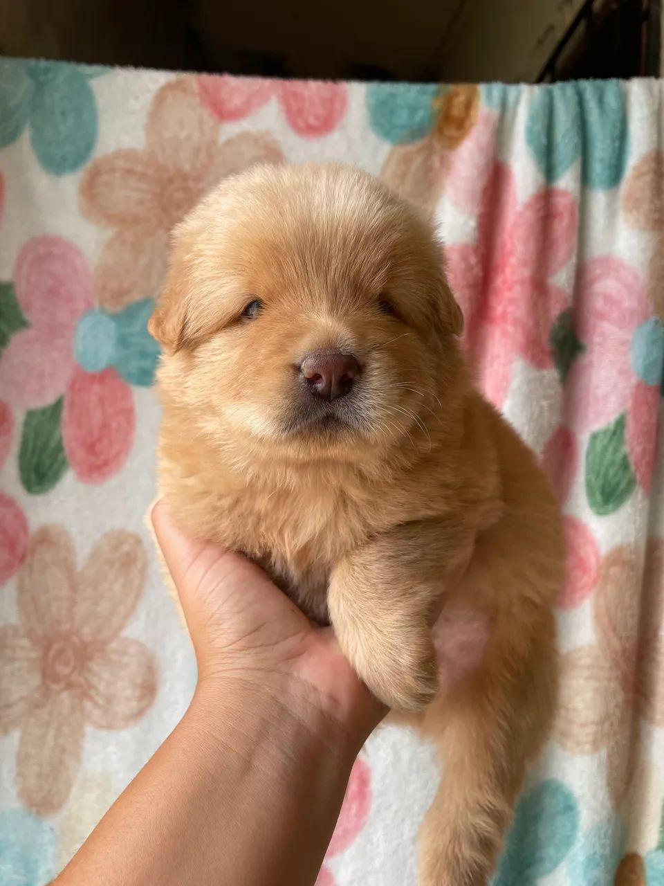 Chowchow - Foto 3